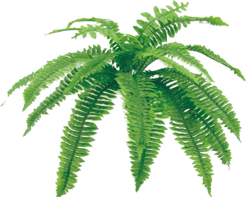 BOSTON FERN BUSH 18 leaves 17L Liberty Floral 13240