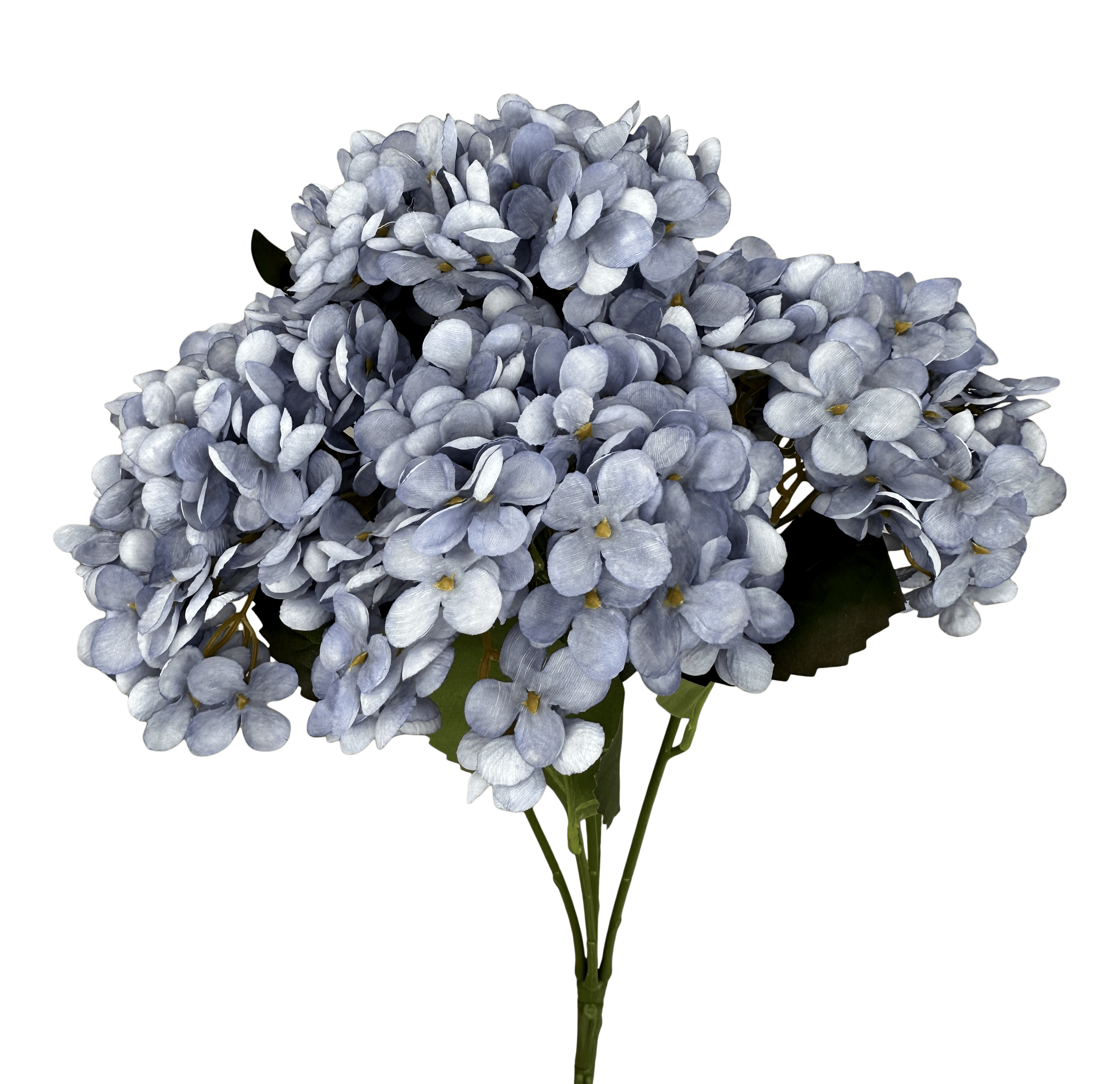 HYDRANGEA BUSH Shirleys of Collins 57328BL