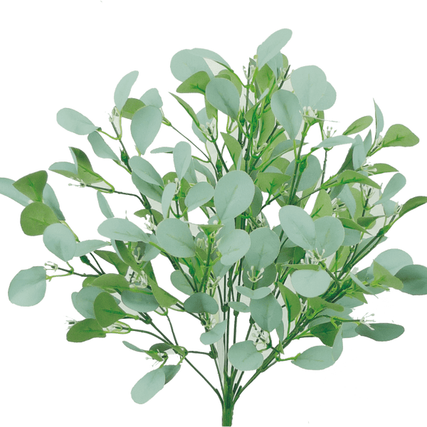 Seeded Eucalyptus Bush x 9, 18H